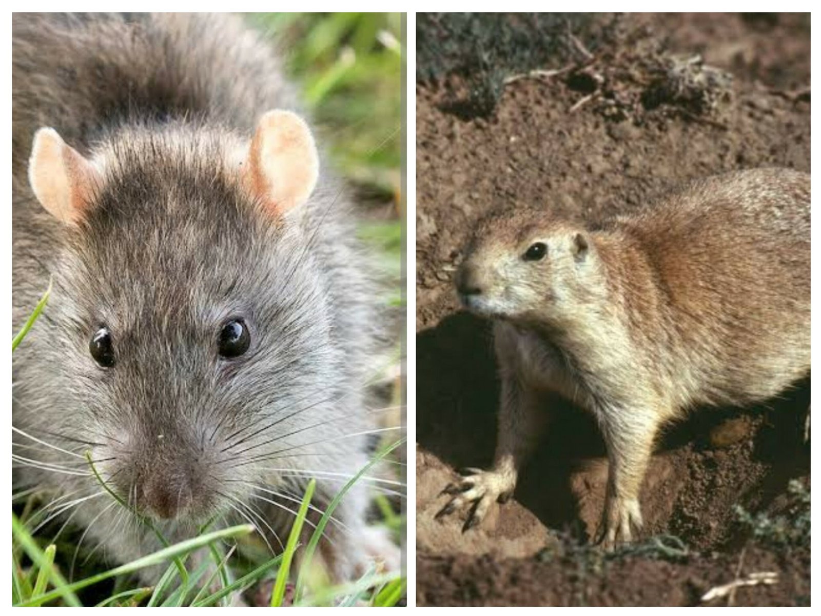 Rat vs rodent
