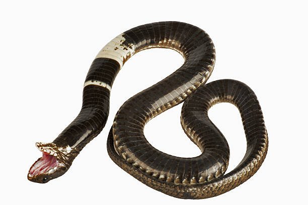 Facts You Must Know About Snakes In California 4 Snakes in California