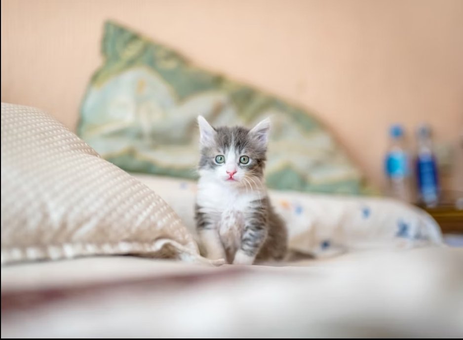 What top information should you know before getting a cat