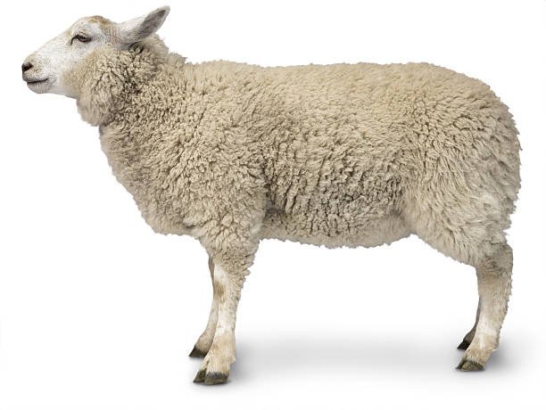 Lambs vs Sheep — 5 Major Differences Explained - A-Z Animals