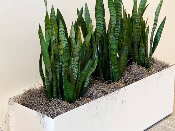 Snake Plant Toxic To Cat