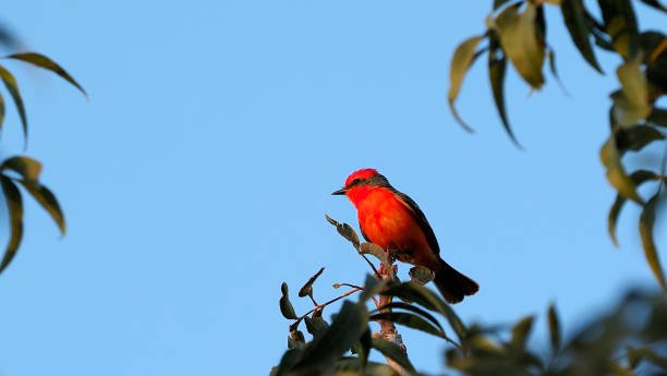 Amazing Facts About the Bird With Red Chest? 6 Bird With Red Chest