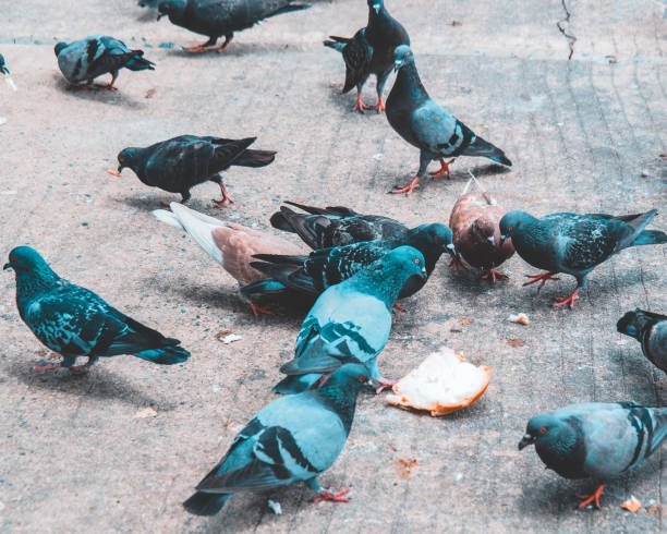Detailed Insight on What Do Pigeon Eat? 2 What Do Pigeon Eat