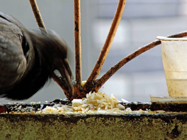 Detailed Insight on What Do Pigeon Eat? 3 What Do Pigeon Eat