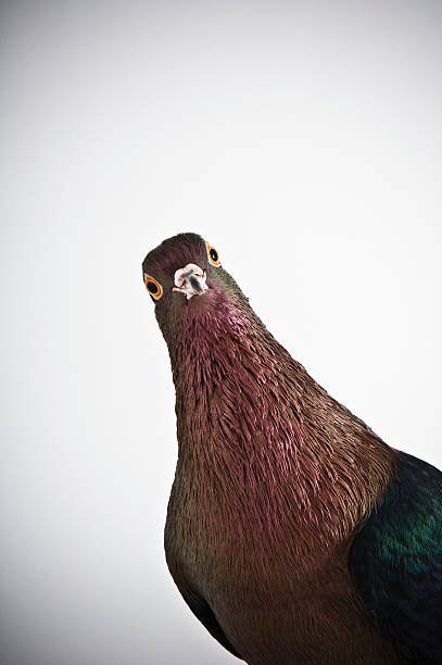What Do Pigeon Eat
