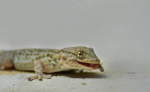 What Does Iguanas Eat? 2 What Does Iguanas Eat