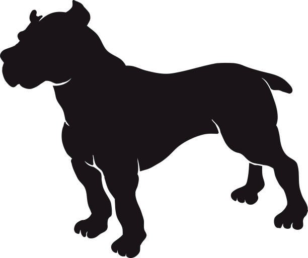 What Is An American Bulldog A Pitbull