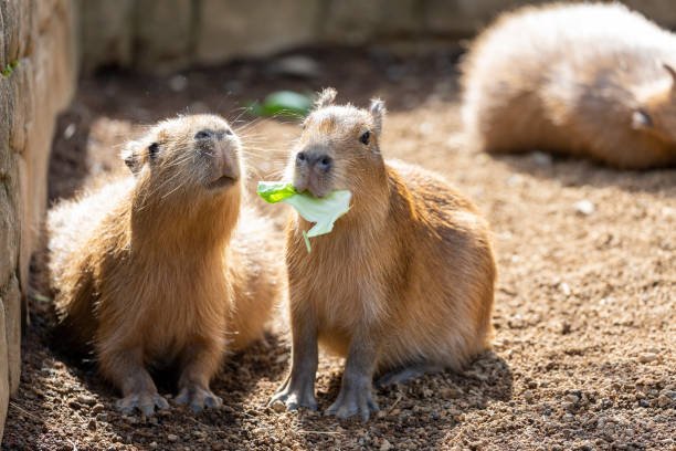 Where Does a Capybara Live