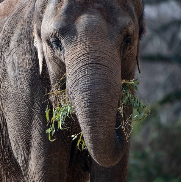 What is the Smartest Animal in the World? 9 Smartest Animal in the World