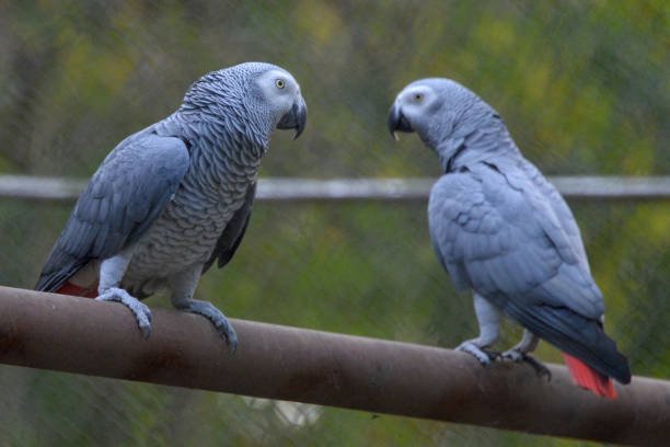 What is the Smartest Animal in the World? 8 Smartest Animal in the World