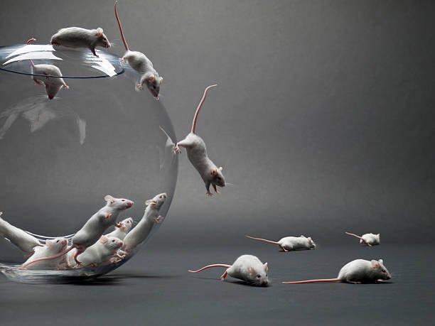 Vole Vs Mouse