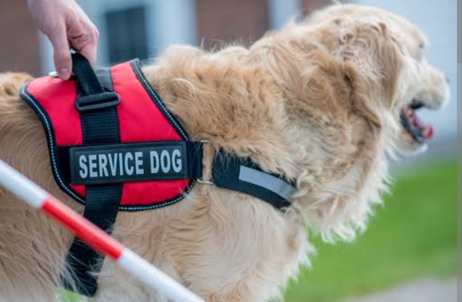 Frequently Asked Questions About Service Animals And The ADA | Pestclue