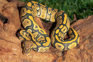 best pet reptiles for beginners