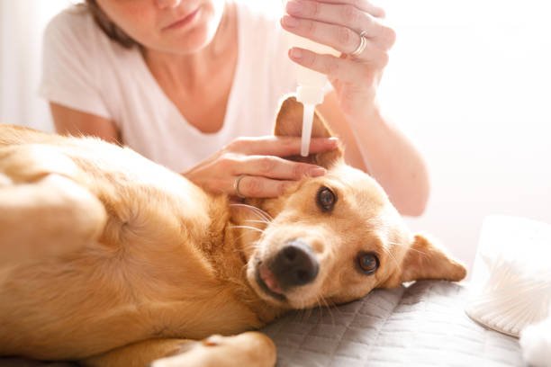 Brown Discharge Dog Ear Infection