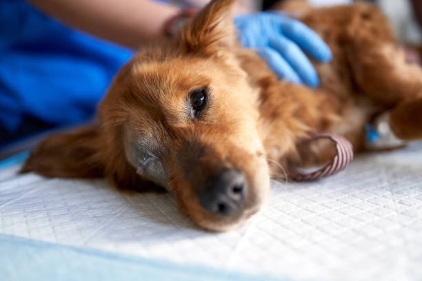 Can A Dog Get Parvo Twice? (Causing Factors & How To Prevent) 2 Can A Dog Get Parvo Twice