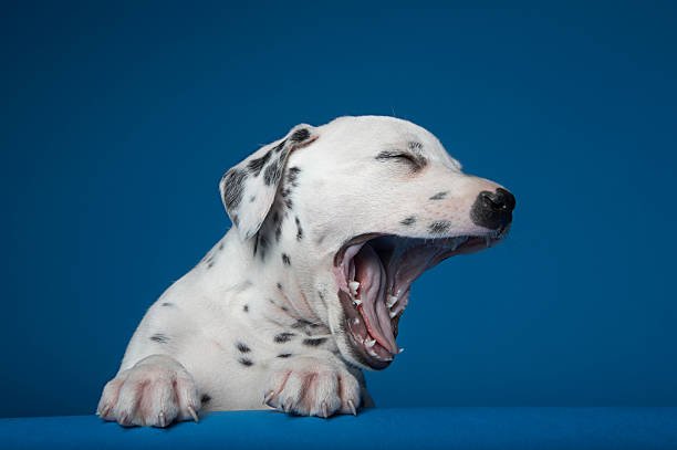 Dog Is Dry Heaving But Acting Normal