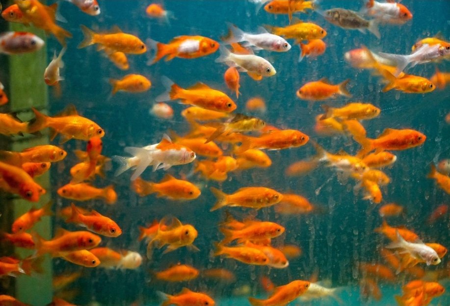Glass Tetra Fish
