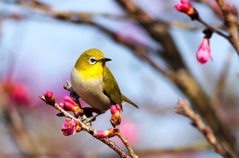 Interesting Facts You Didn't Know About Birds