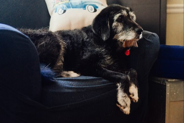 How to Help Your Dog Live Longer, Healthier, and Pain-Free
