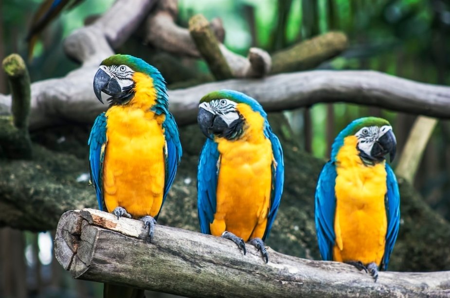 Interesting Facts You Didn't Know About Birds