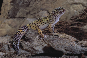 best pet reptiles for beginners