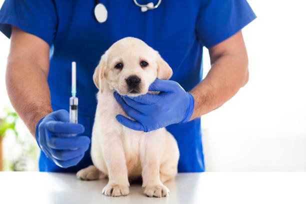 Lepto 4 Vaccine Killing Dogs