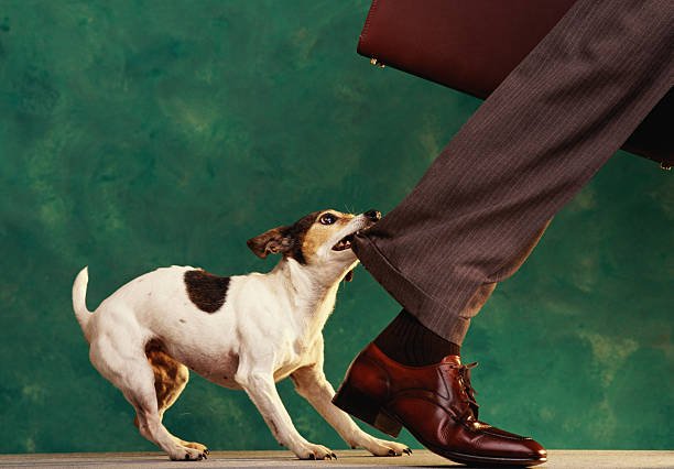 Level 2 Dog Bite