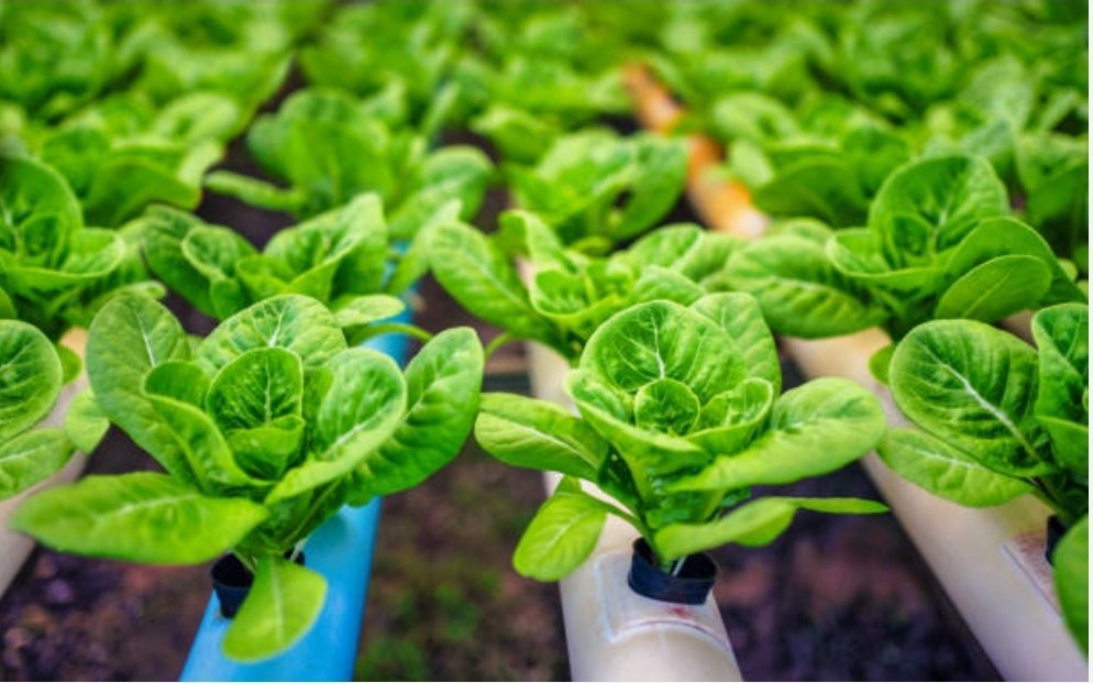 Pest Control Omaha NE | Miller Pest Solutions - Miller Pest Solutions