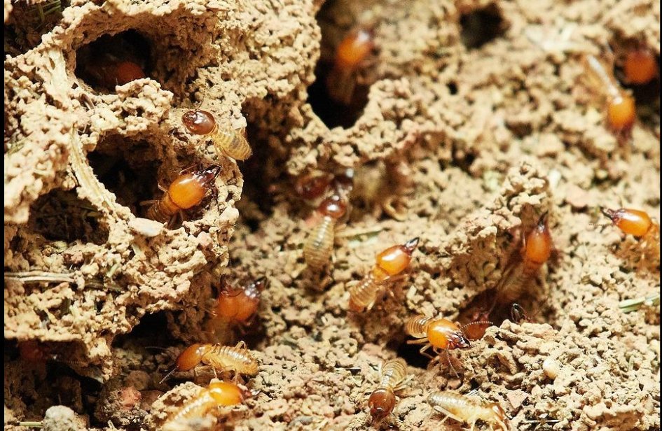 Signs Your House is Infested with Termites