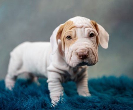 Walrus Dog
