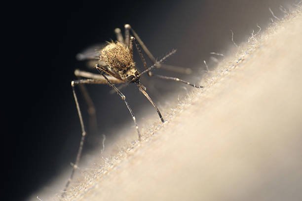 Can Mosquitoes Bite Through Clothes