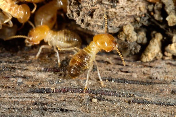 Termites In Minnesota
