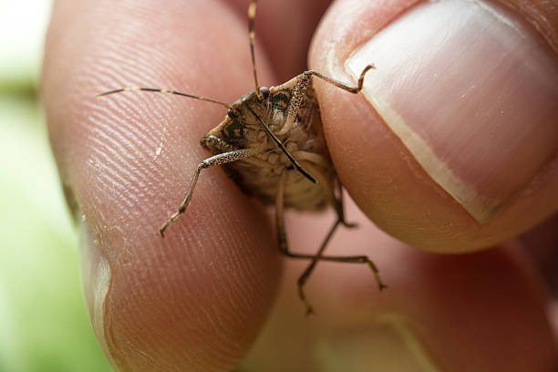 Do Stink Bugs Lay Eggs