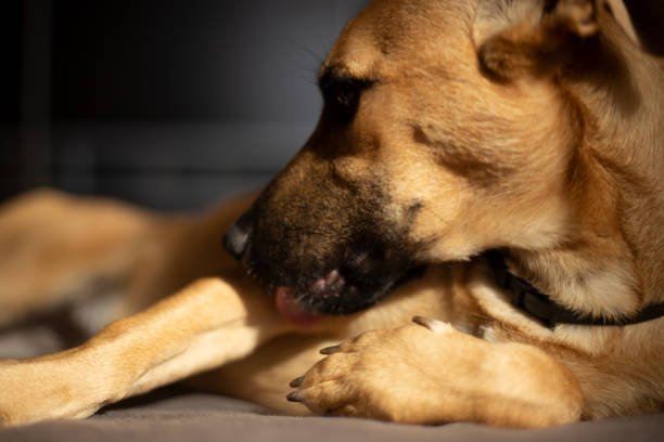 Dog Epidermal Collarette