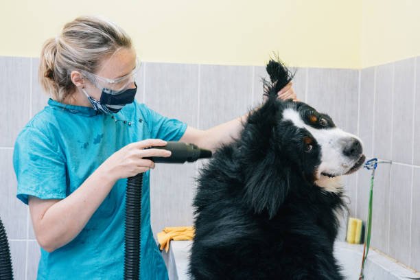 Keeping Your Dog Safe from Pest Threats