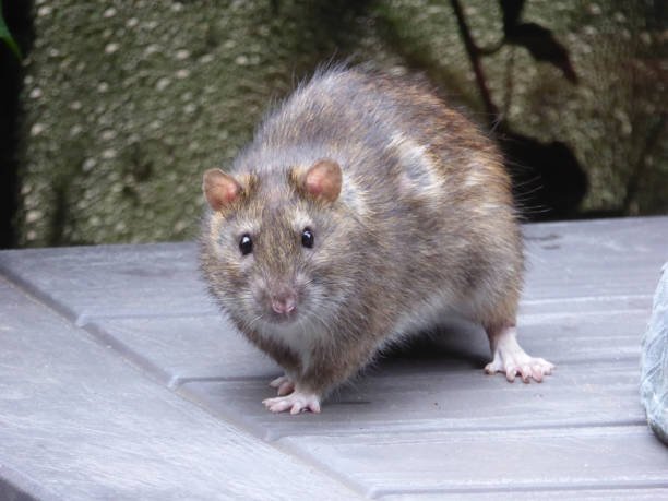 How To Get Rid Of Rats Naturally