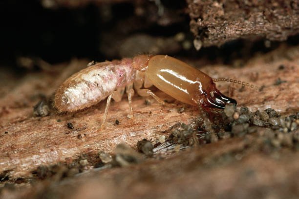 Termite Frass