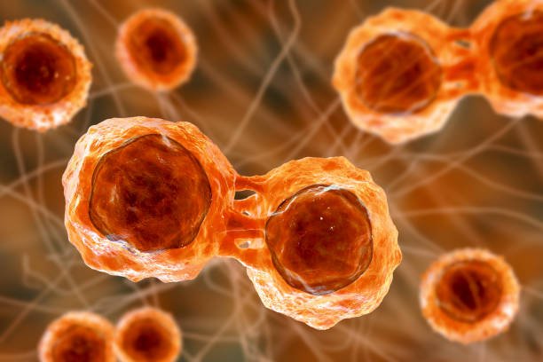 Bite Treatment For Multiple Myeloma: How To Administer