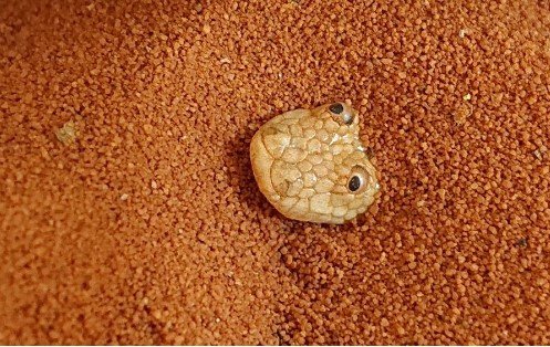 What Makes the Arabian Sand Boa a Threat? 2 Arabian Sand Boa