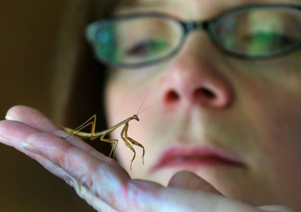 Baby Praying Mantis