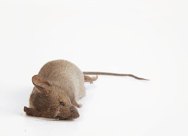 What are the 8 Ways To Properly Dispose of a Dead Rat 2 Dead Rat