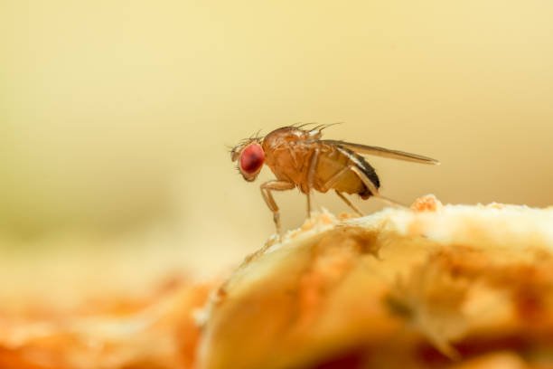 Do Fruit Flies Bite