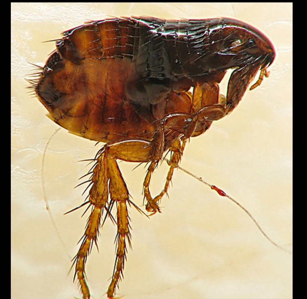 Dog fleas