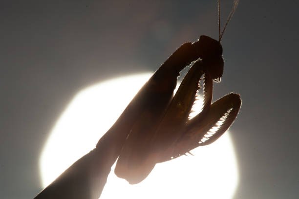 Ghost Mantis
