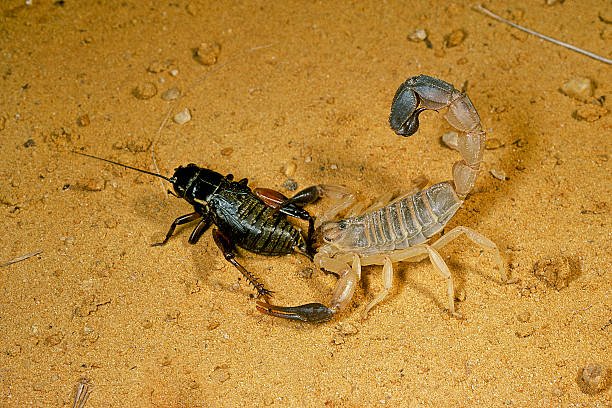 How Do Scorpions Get In The House? 2 How Do Scorpions Get In The House
