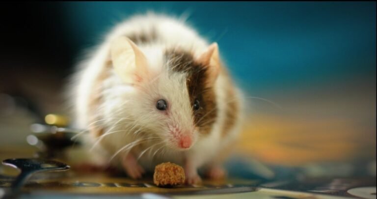 How to Get Ahead of the Pest Breeding Cycle