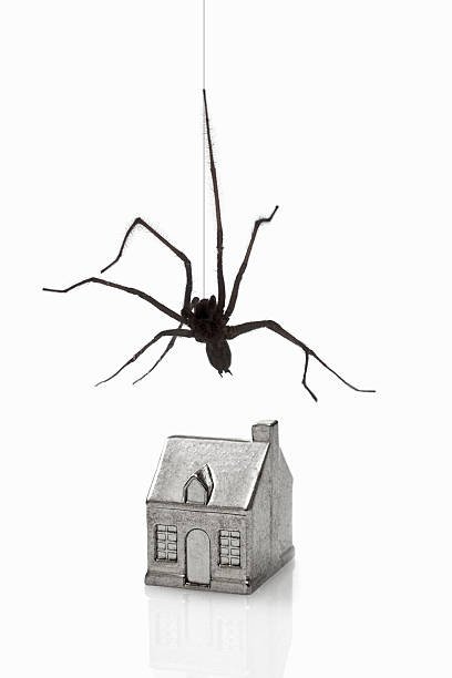 Spider Exterminator