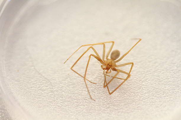 Bug Bomb For Spiders
