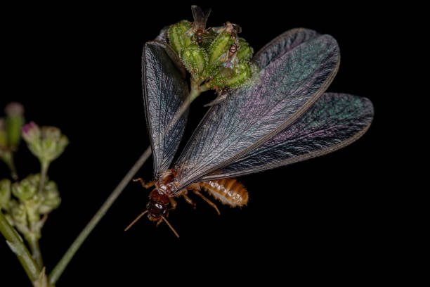 Termites With Wings