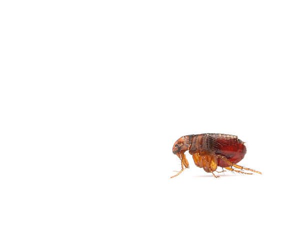 What Do Fleas Look Like